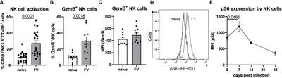 Fatty acids are crucial to fuel NK cells upon acute retrovirus infection